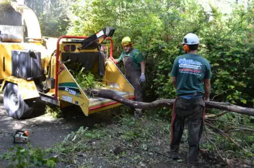 tree services Camanche